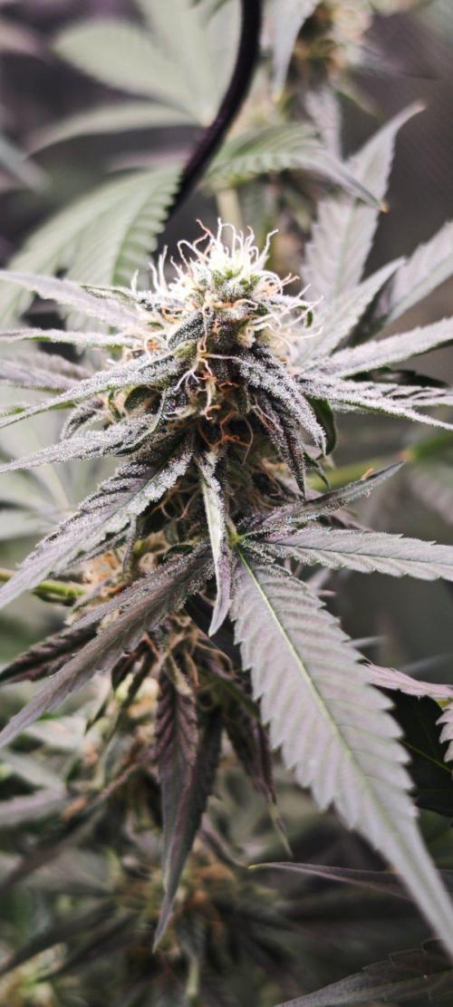 Königlicher CBD Grow. Week 9