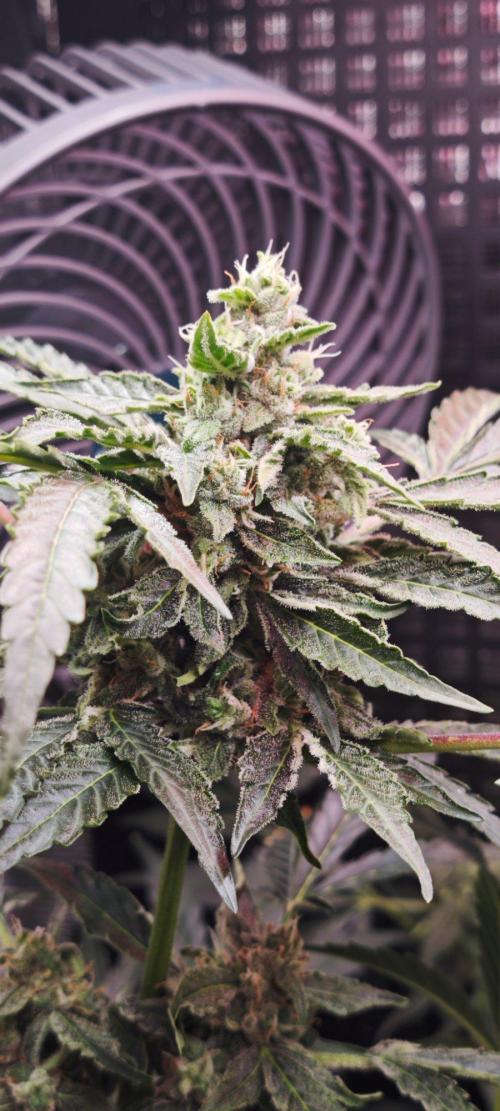 CBD CBD CBD. Week 9