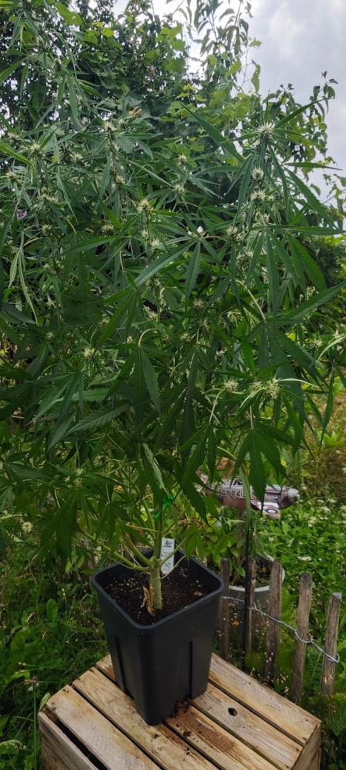 CBD CBD CBD. Week 9 - Honey Peach