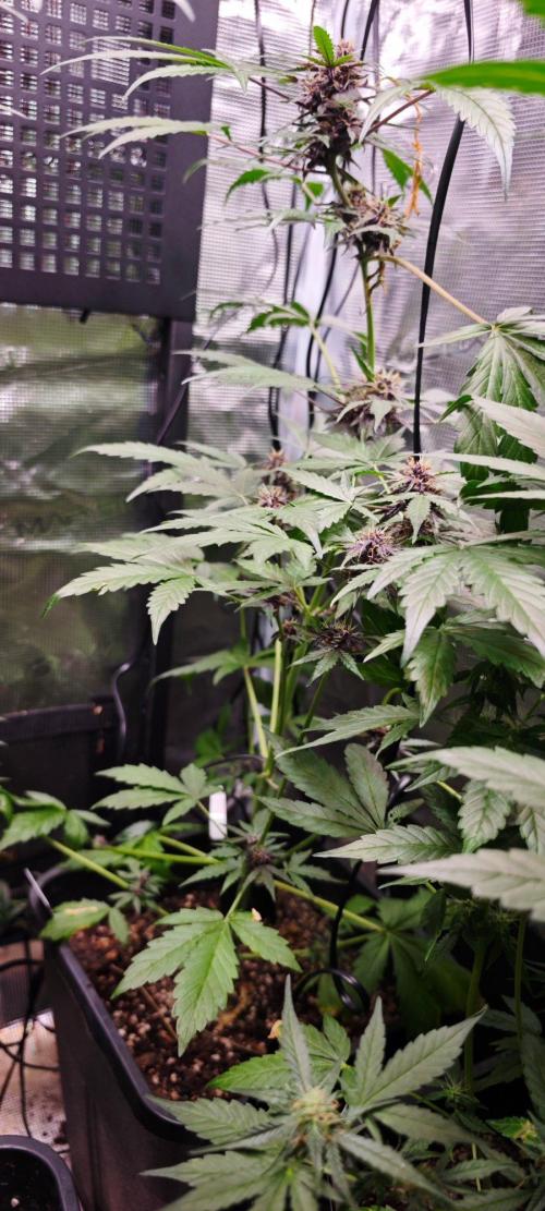 CBD CBD CBD. Week 9 - Red Pure