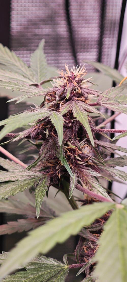 CBD CBD CBD. Week 9 - Schon schön rot