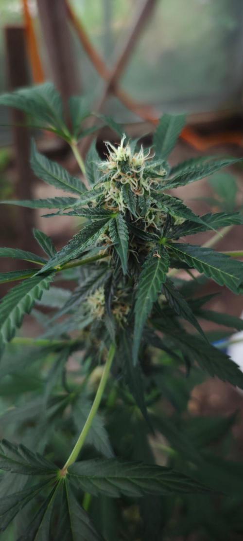 Königlicher CBD Grow. Week 9 - Schöne Maincola, das wars