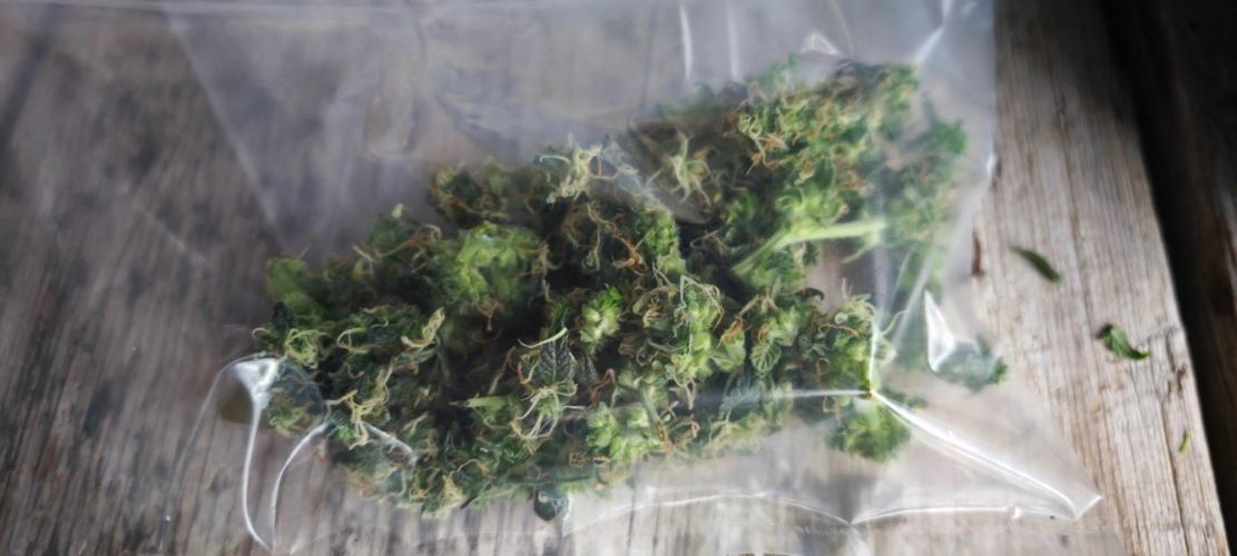 Königlicher CBD Grow. Week 9