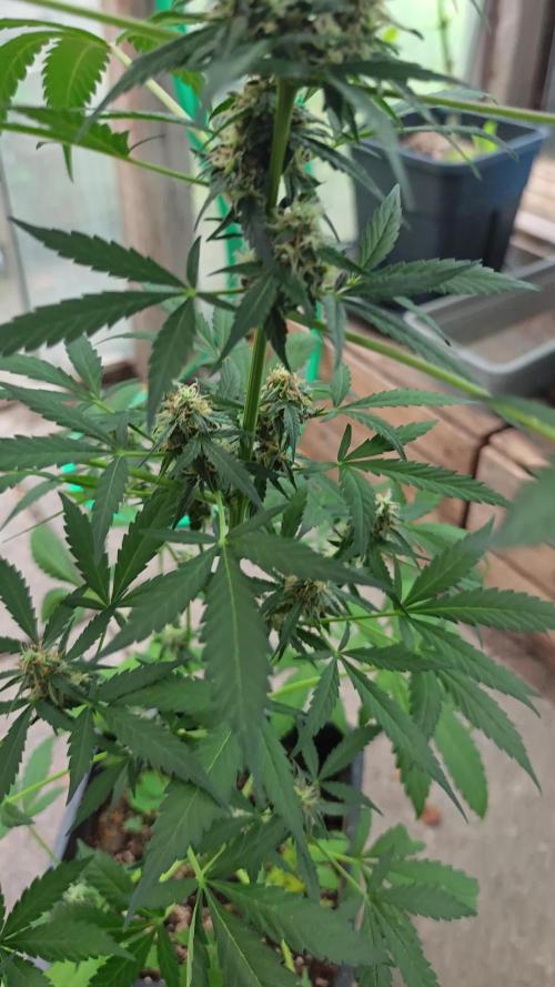 Königlicher CBD Grow