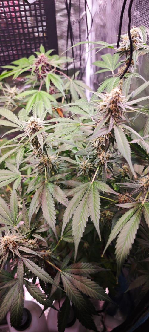 Königlicher CBD Grow. Week 10 - Atlas