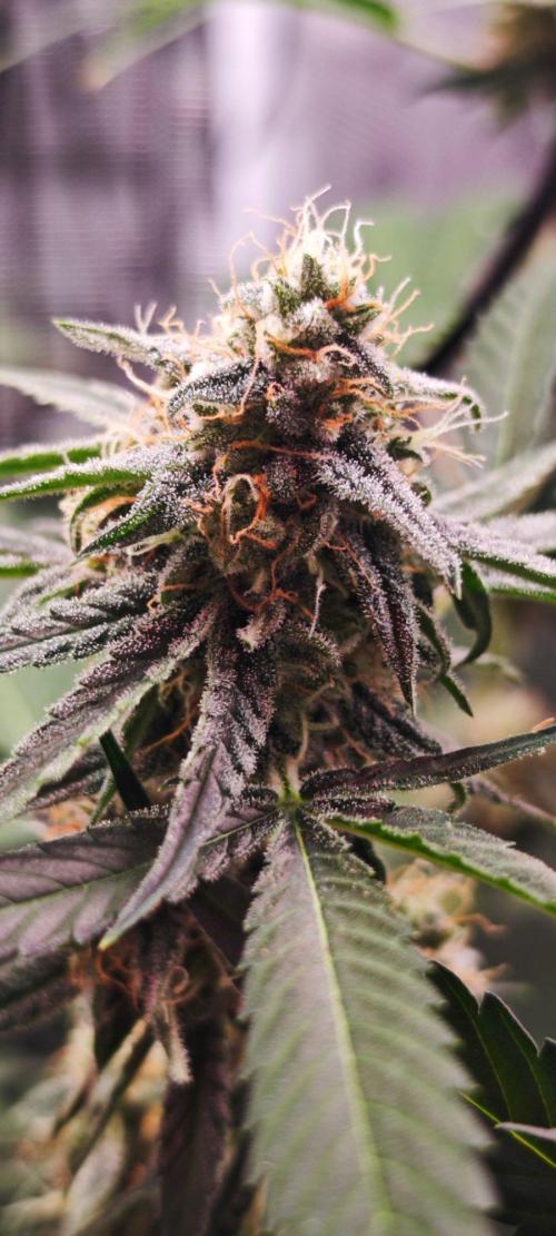 Königlicher CBD Grow. Week 10 - Sieht auch geil aus
