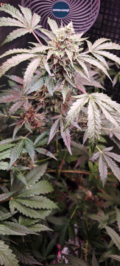 CBD CBD CBD. Week 10 - Green Cure