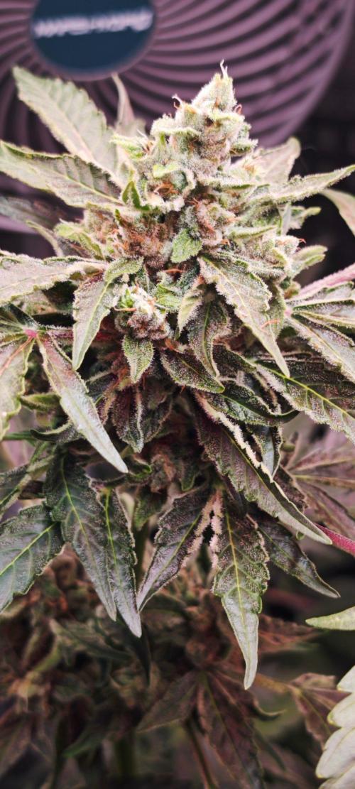 CBD CBD CBD. Week 10 - Schönste Blüten der Drei