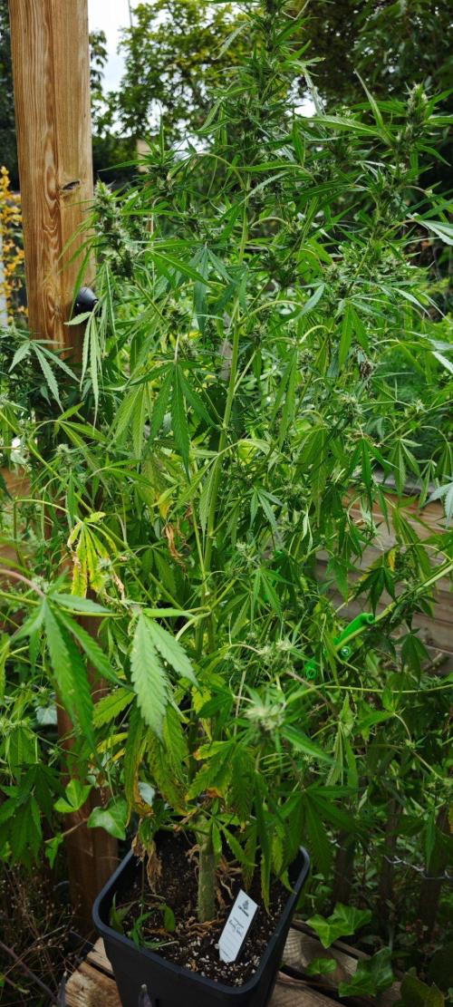 CBD CBD CBD. Week 10 - Die Saufziege