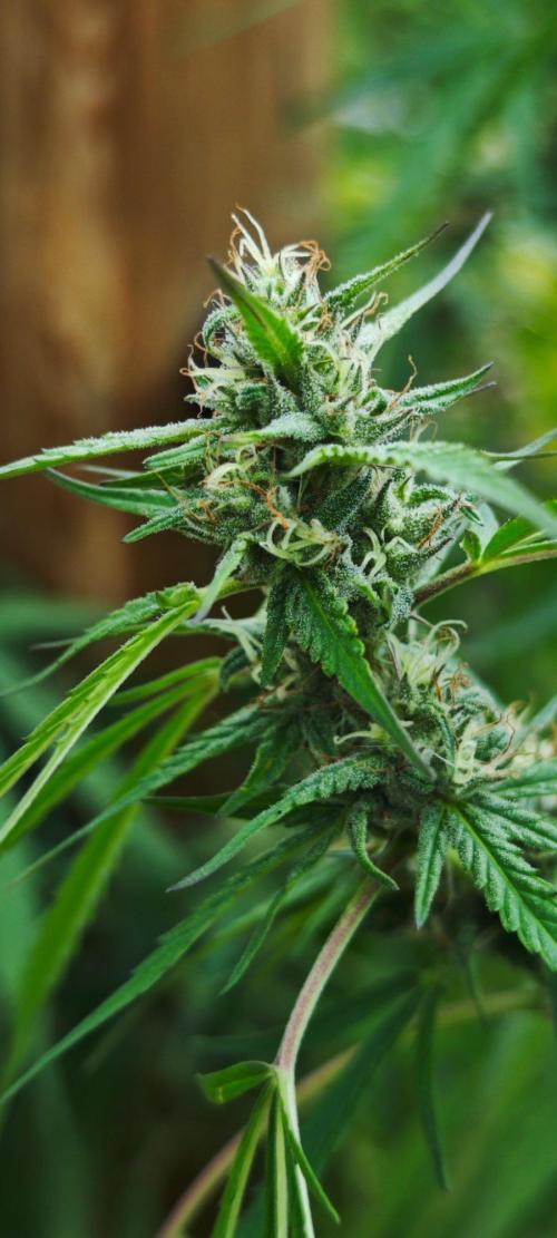 CBD CBD CBD. Week 10 - Buds verdicken. Top! 