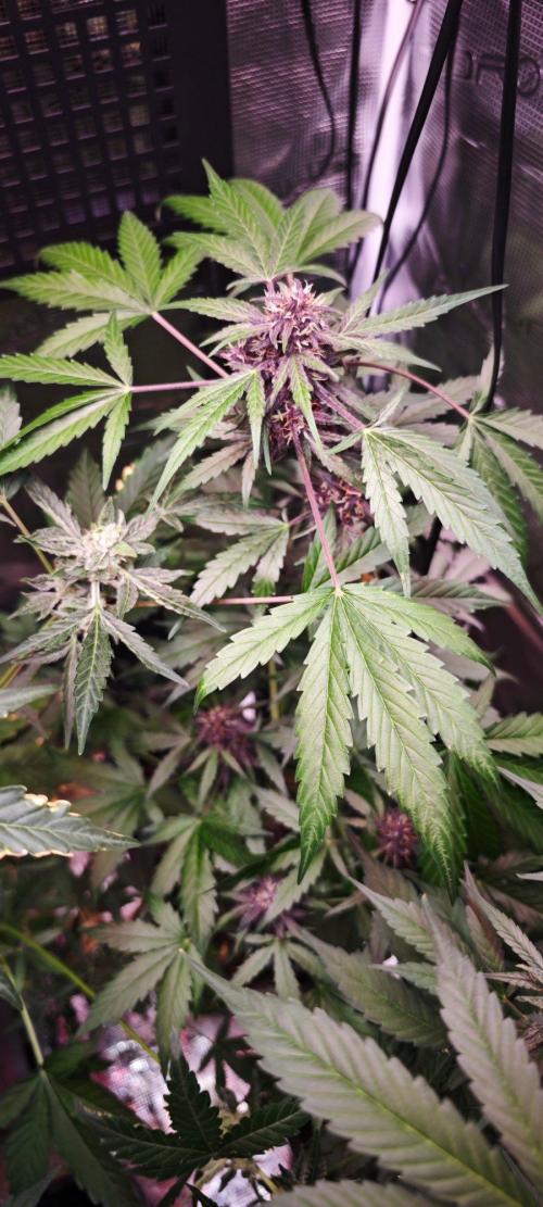 CBD CBD CBD. Week 10 - Red Pure