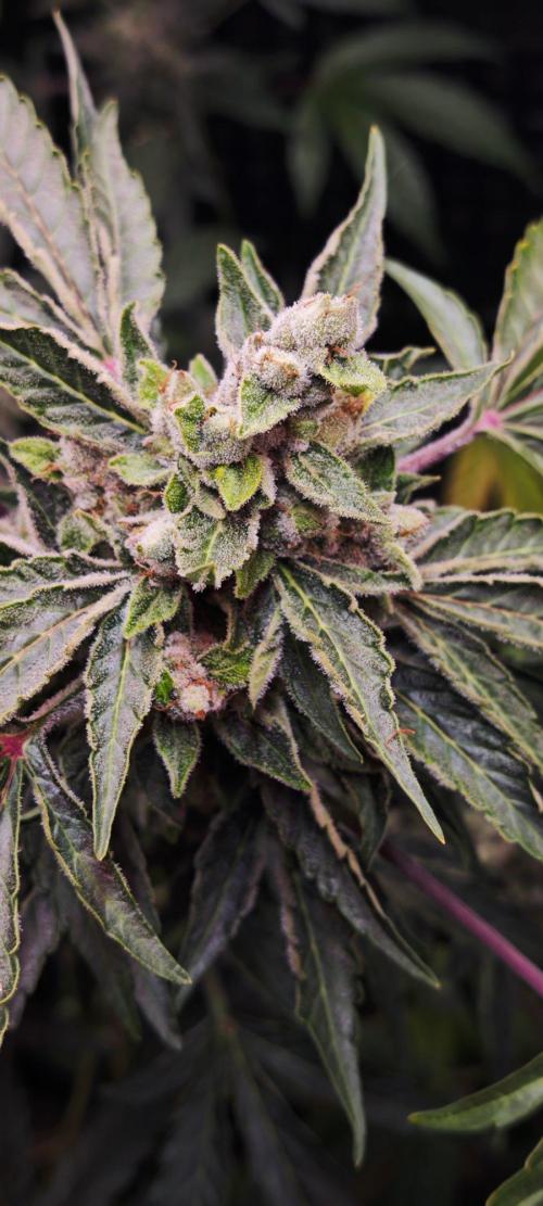 CBD CBD CBD. Week 11 - Green Cure 
