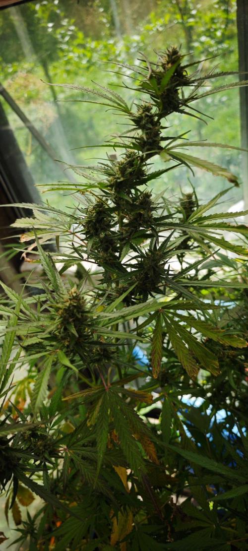CBD CBD CBD. Week 11 - Windbedingt im Gewächshaus: Honey Peach