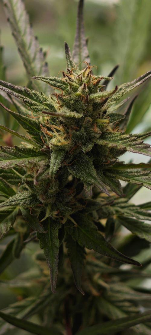 CBD CBD CBD. Week 11