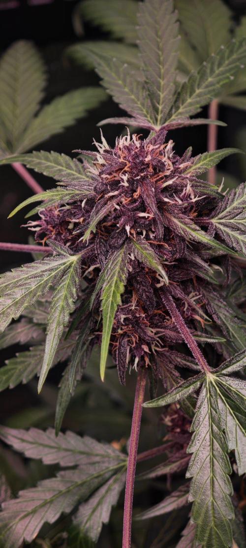 CBD CBD CBD. Week 11 - Red Pure CBD, hence the name
