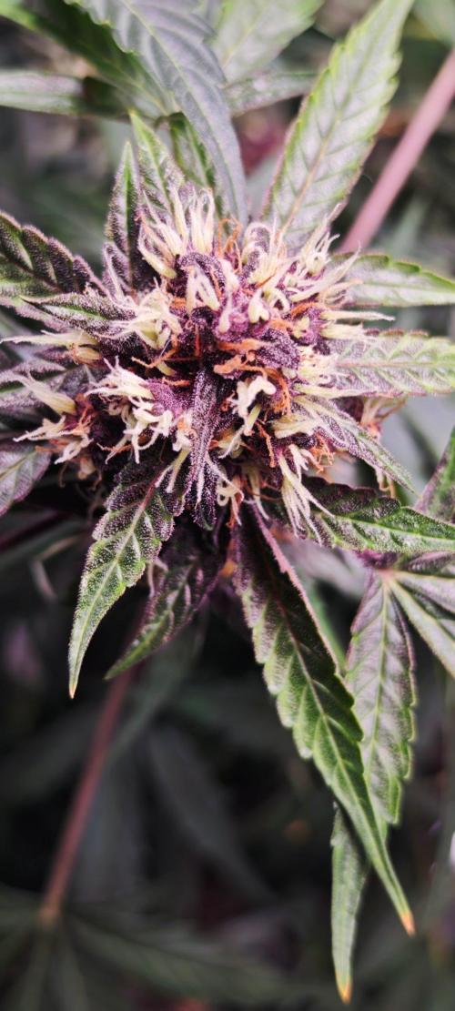 Königlicher CBD Grow. Week 11 - Purplematic 
