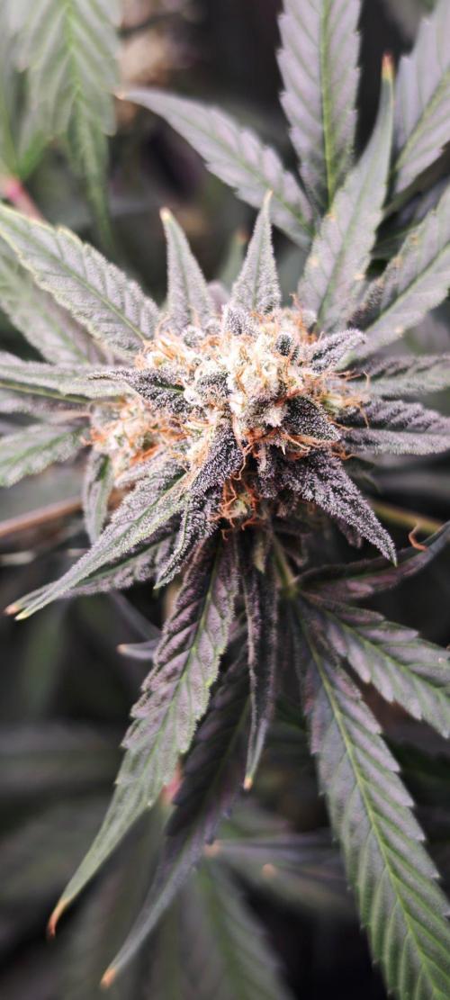Königlicher CBD Grow. Week 11 - Atlas