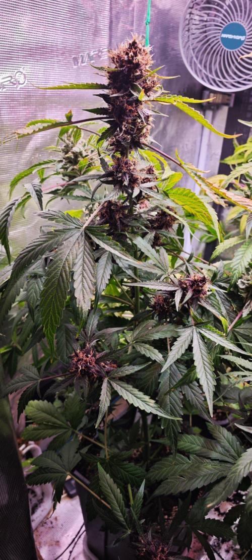Königlicher CBD Grow. Week 13