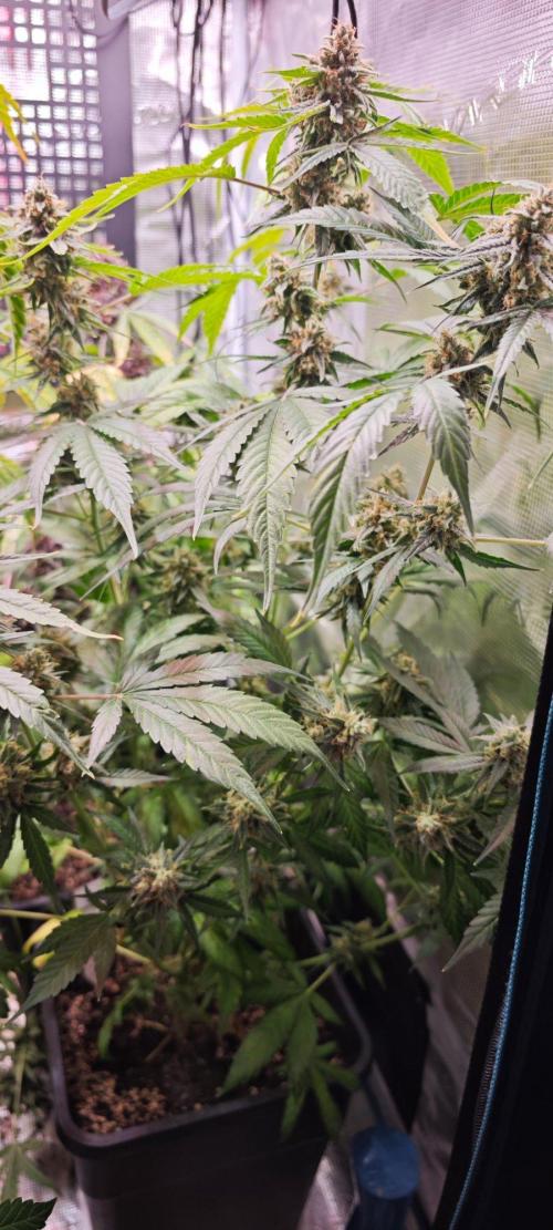 Königlicher CBD Grow. Week 13