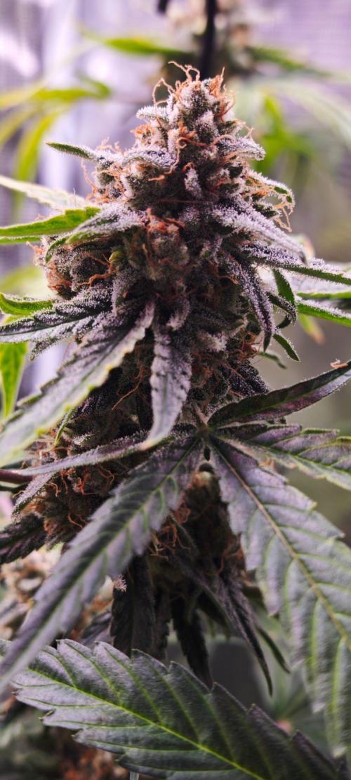 Königlicher CBD Grow. Week 13