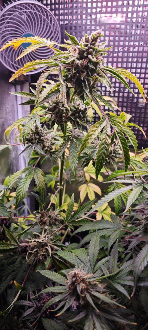CBD CBD CBD. Week 13