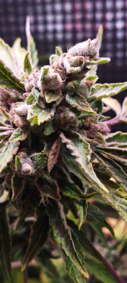 CBD CBD CBD. Week 13