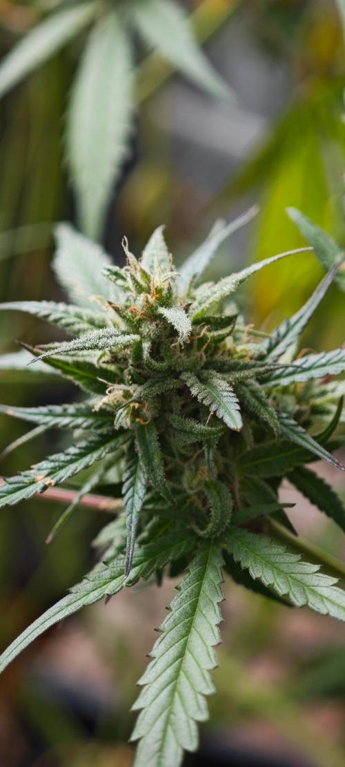 CBD CBD CBD. Week 13