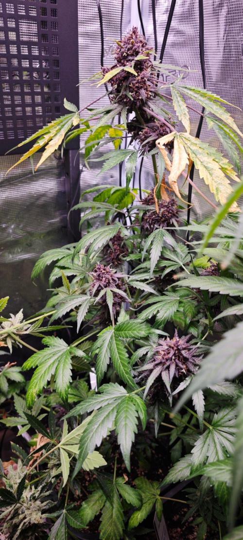 CBD CBD CBD. Week 13