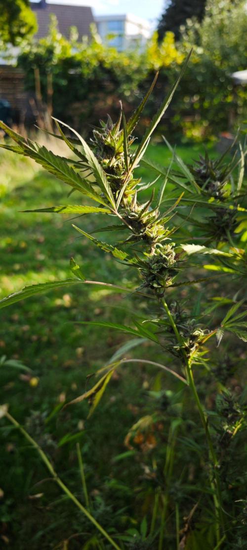 CBD CBD CBD. Week 13