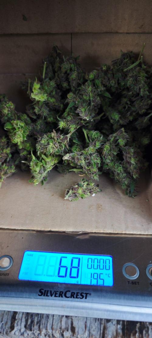 CBD CBD CBD. Week 13