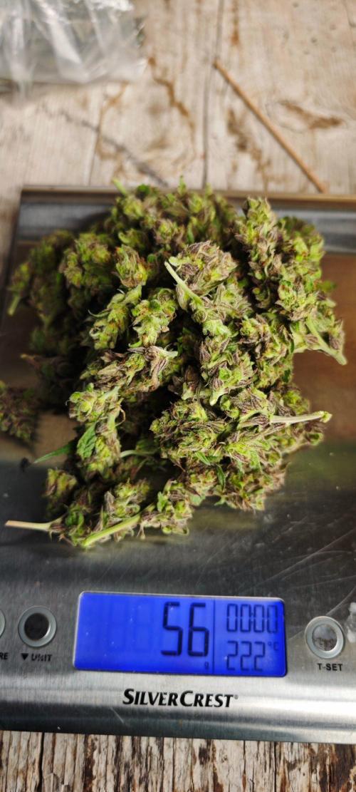CBD CBD CBD. Week 13