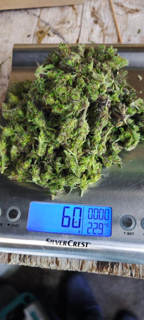CBD CBD CBD. Week 13