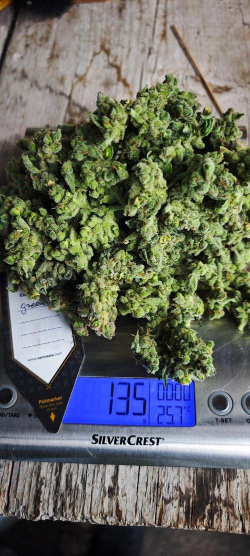 CBD CBD CBD. Week 14