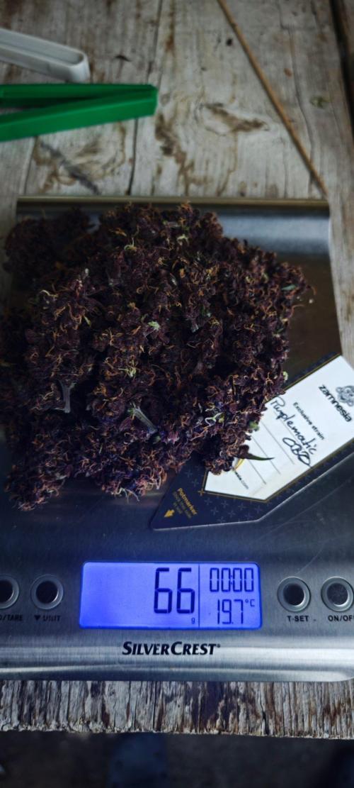 Königlicher CBD Grow. Week 14