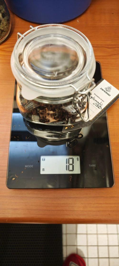 Königlicher CBD Grow. Week 14