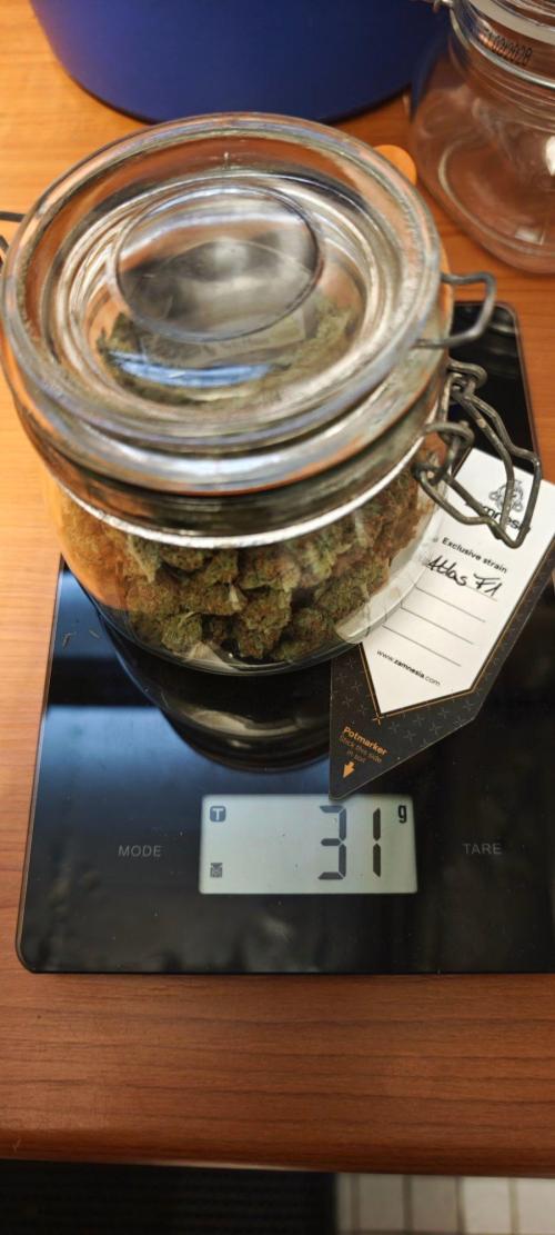 Königlicher CBD Grow. Week 14