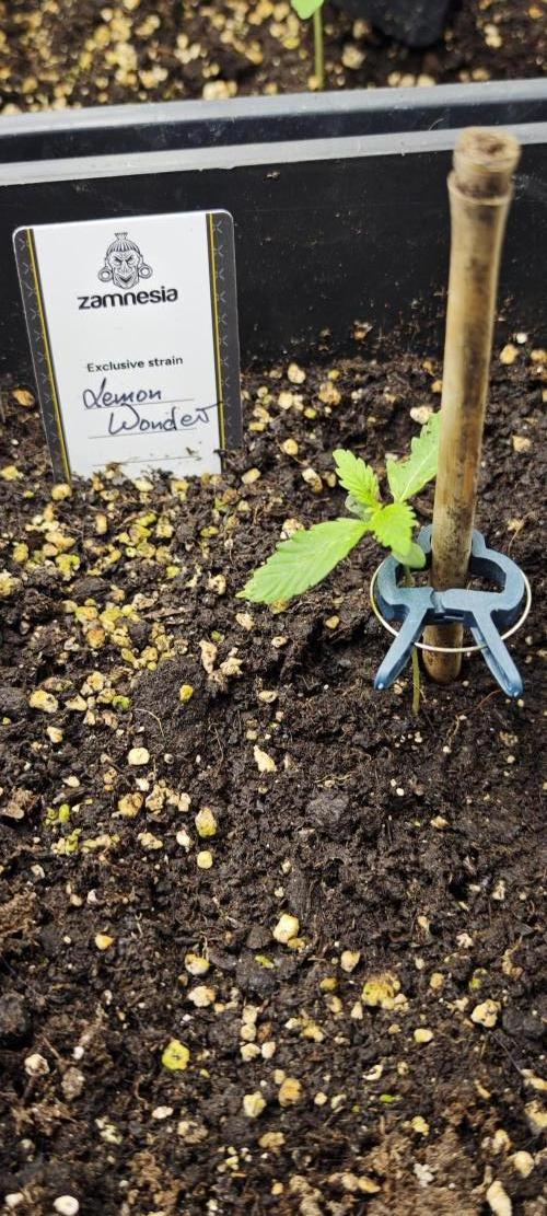 SpringZammies 2 (Solar Fang Debut Diary). Week 2 - Hier war etwas Unterstützung notwendig