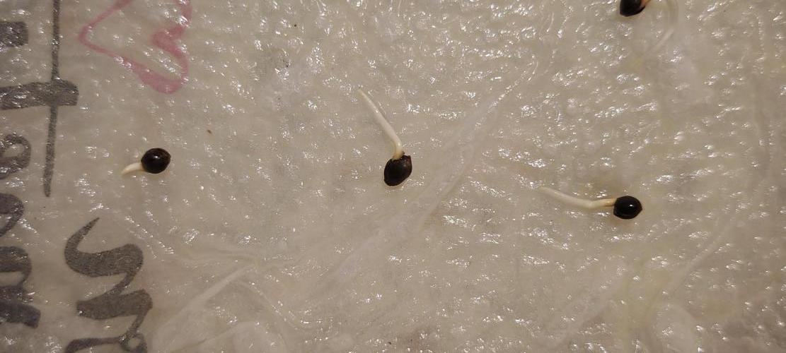 CBD CBD CBD. Week 0