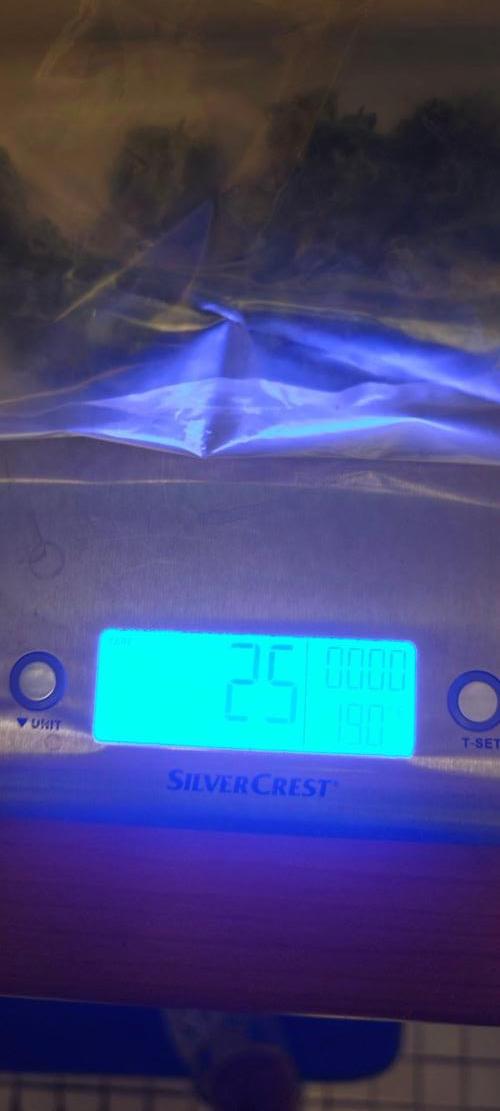 Königlicher CBD Grow. Week 9 - Mittlerer Witz