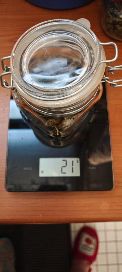 CBD CBD CBD. Week 13