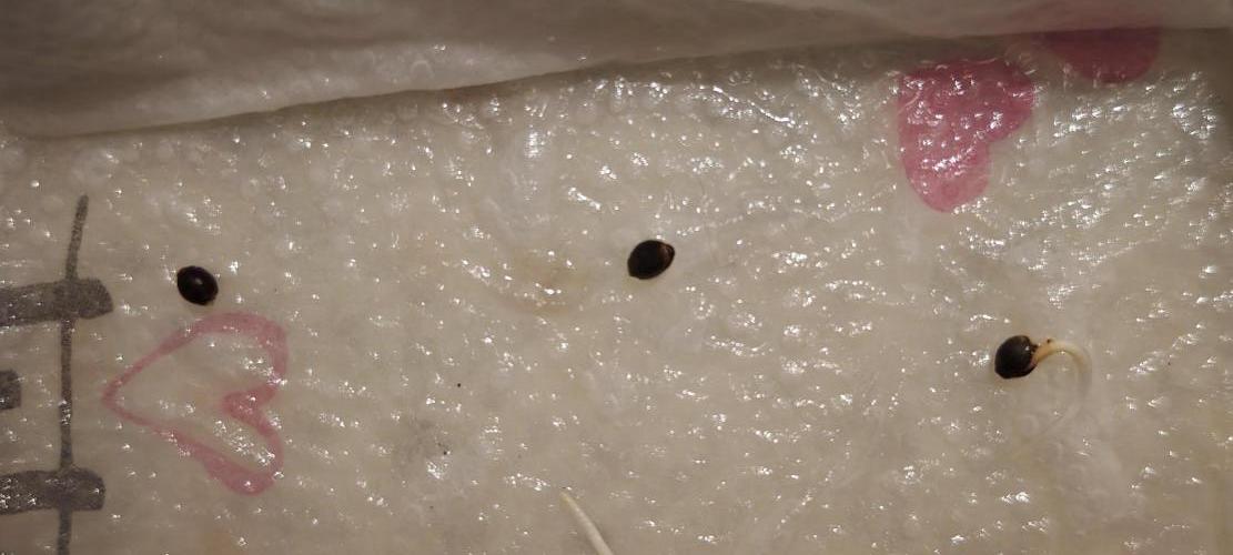 Königlicher CBD Grow. Week 0