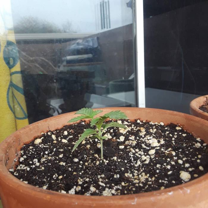 Outdoor Cannabis 2018. Week 2 - Purple Kush 3/10