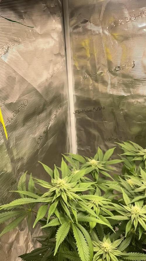 Pineapple Express - Barney Farm