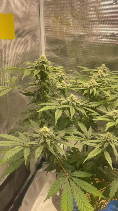 Pineapple Express - Barney Farm