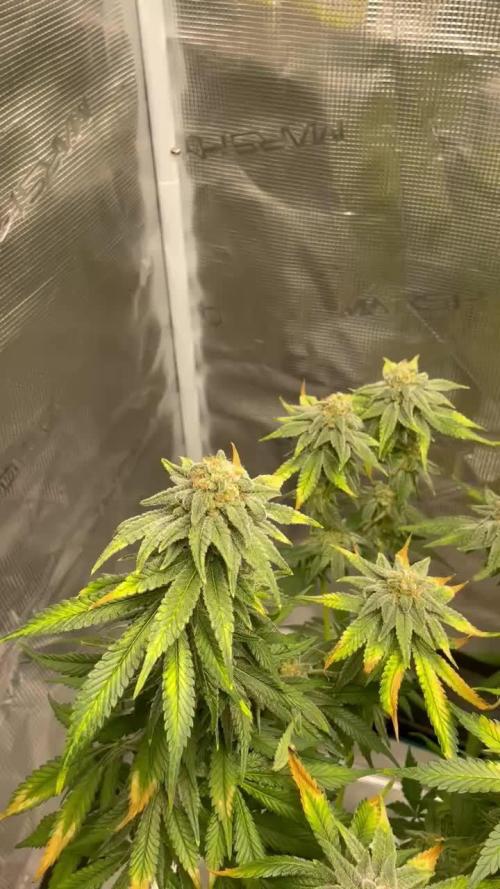 Pineapple Express - Barney Farm