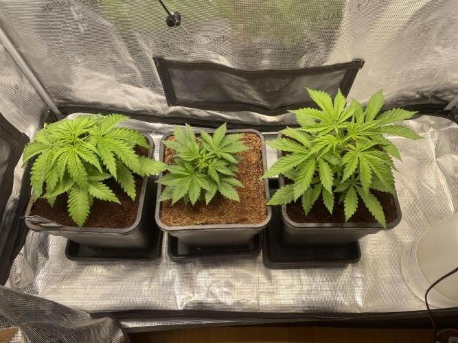 🦍🍪Gorilla Cookies FF# Phenohunt. Week 3