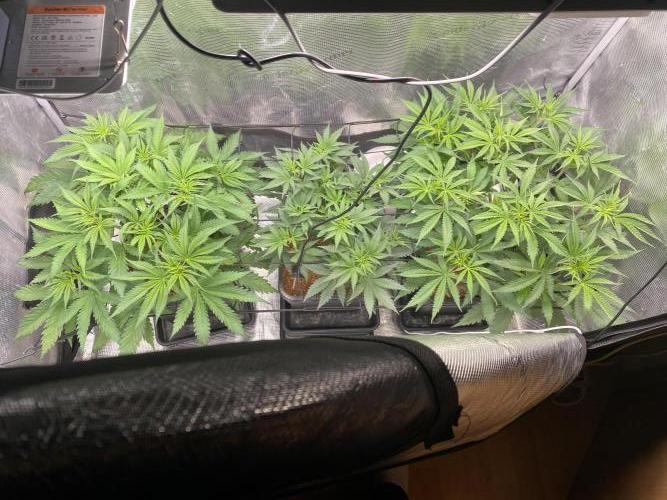 🦍🍪Gorilla Cookies FF# Phenohunt. Week 5