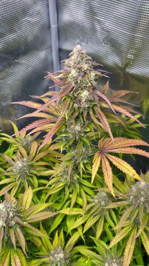 Sensi Seeds Sticky orange XXL LST BioBizz