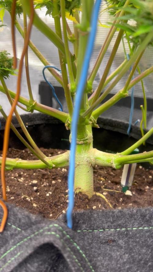 Sensi Seeds Sticky orange XXL LST BioBizz