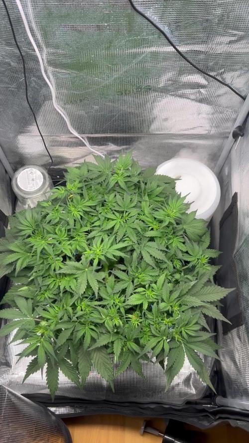 1.0 Sticky Orange XXL Auto 1P1T LST